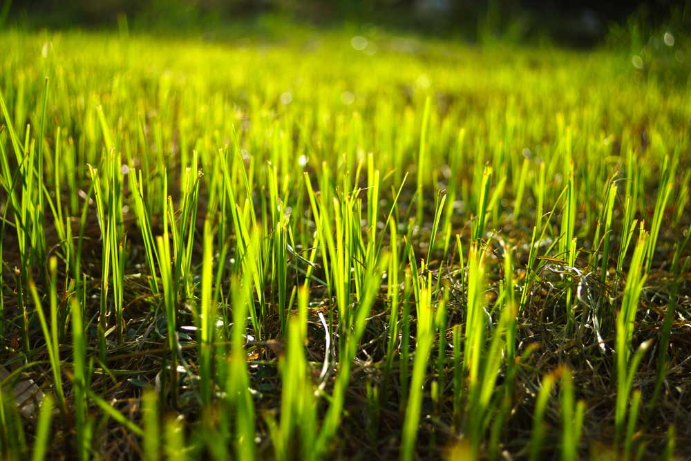 Close Up Of Grass
