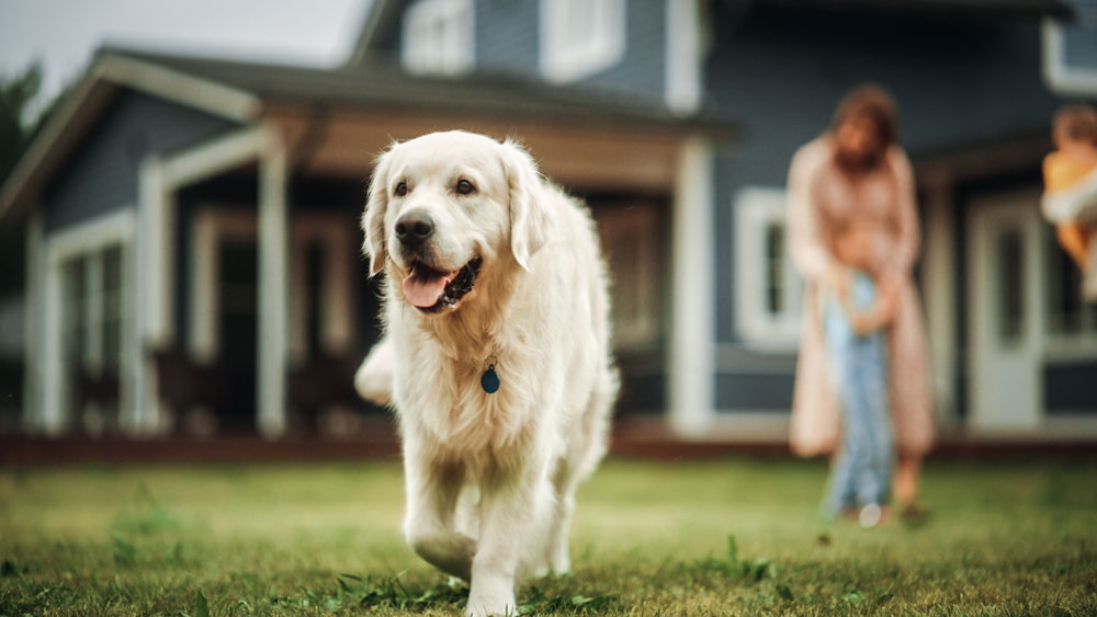 Dog On Grass