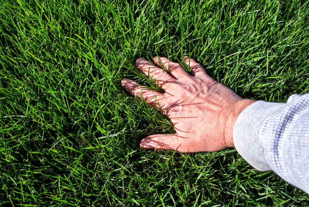 Hand In Grass