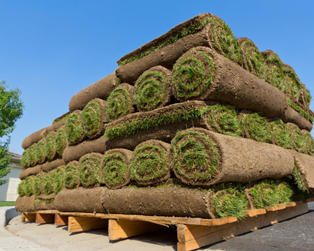 Sod Installation