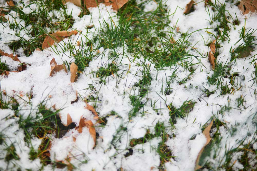 Snow Grass