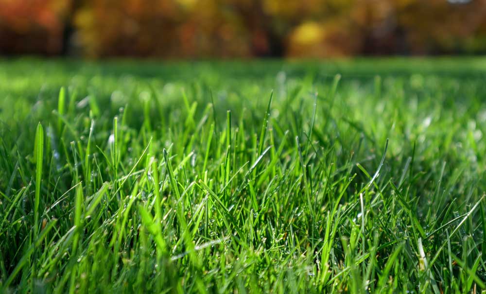Soft Grass