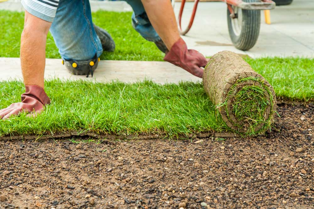 Unrolling Sod